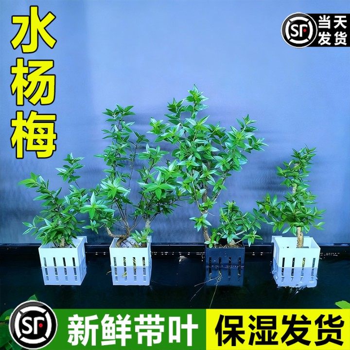 水杨梅老桩小叶迷你绿植水培植物室内微型盆景水陆溪流鱼缸造景,鲜花速递/花卉仿真/绿植园艺,造型盆景,淘宝优惠券,粉丝福利购,淘宝优惠卷