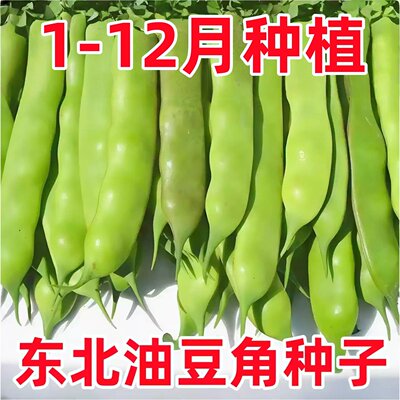 高产无筋东北油豆角种籽摘不败开锅烂抗病将军一点红豆角种子