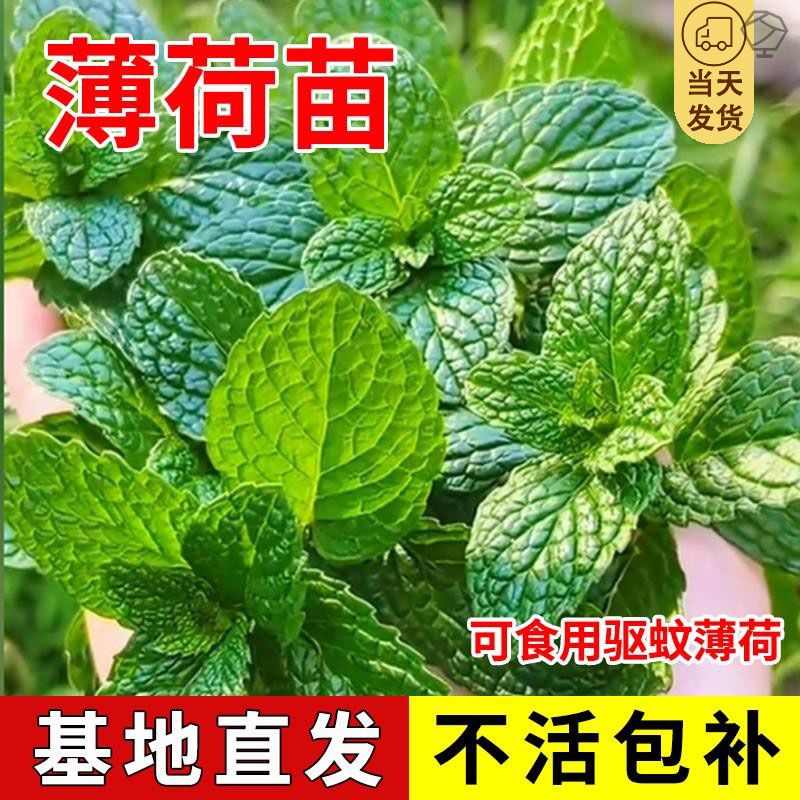 正宗薄荷苗可食用可吃物薄荷叶新鲜食用用薄荷叶苗驱蚊草花卉室内