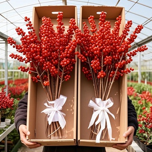 北美冬青切枝红果鲜切花鲜花水培植物绿植室内年宵花卉真花好养活