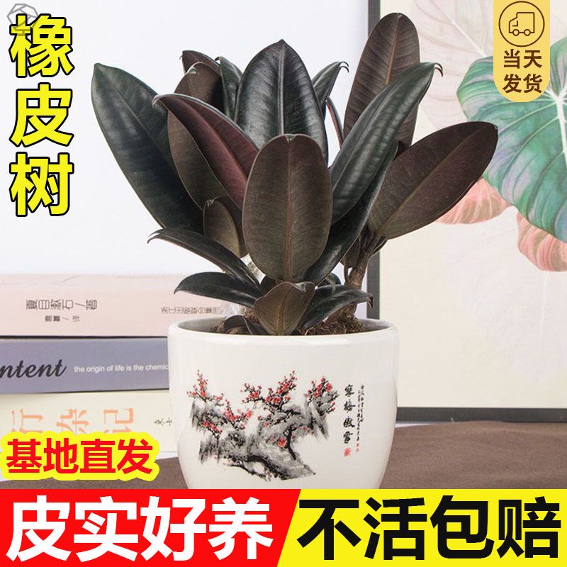 橡皮树盆栽净化空气四季台盆栽好养苗绿植绿色植物吸甲醛办公桌好