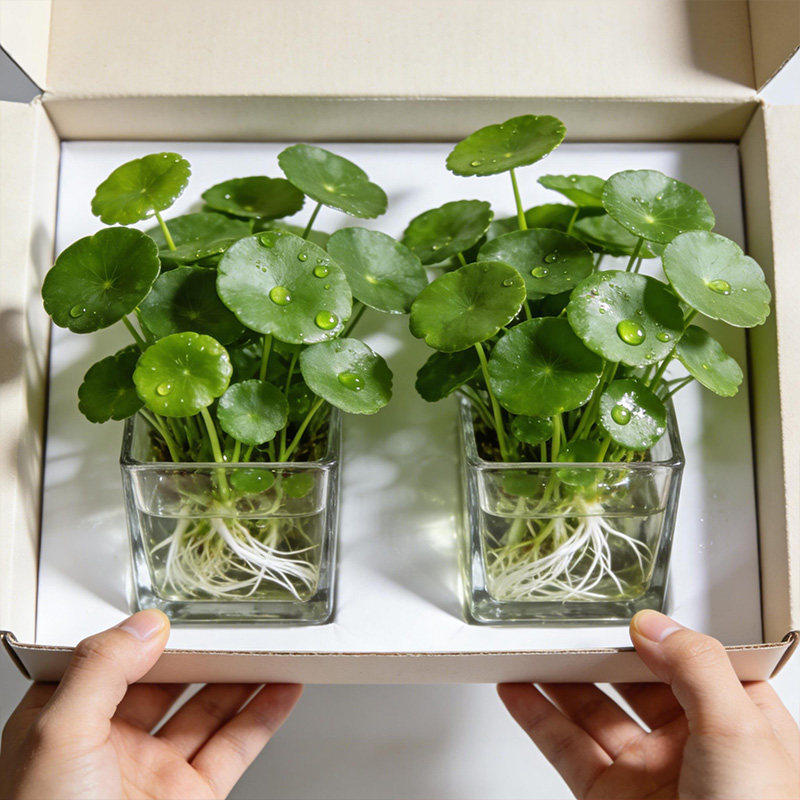 铜钱草水培植物大叶水培金钱草绿植鱼缸水草办公室桌面盆栽净化水,鲜花速递/花卉仿真/绿植园艺,造型盆景,淘宝优惠券,粉丝福利购,淘宝优惠卷