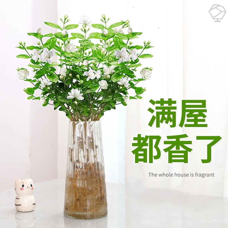 水培植物茉莉花盆栽带花苞室内花卉绿植懒人鲜花家用插花四季好养