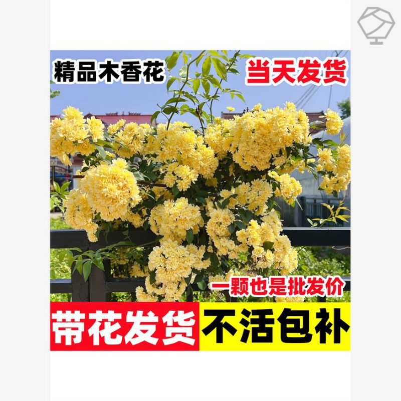 黄木香花苗重瓣爬藤植物红白木香树苗老桩庭院阳台四季盆栽开花卉