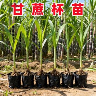 广西黑皮黄皮青皮甘蔗组培种苗杯苗粤翠黄金水果南北种植四季高产