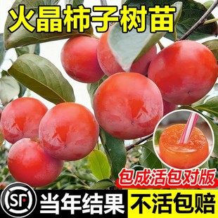 火晶柿子树苗无核脆甜柿子树果苗嫁接庭院果树特大号盆栽矮化耐寒