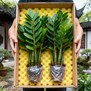 金钱树盆栽客厅花盆发财树花卉绿植树苗办公室钱串子盆栽四季好养