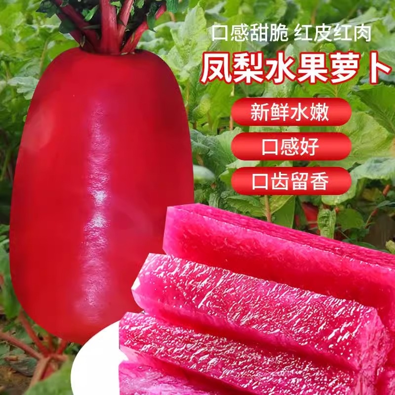 凤梨水果萝卜种子红皮种