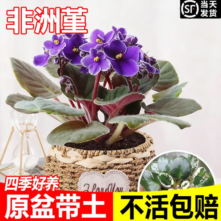 非洲堇紫罗兰盆栽带花苞室内办公室桌面四季常开小绿植耐阴好养活