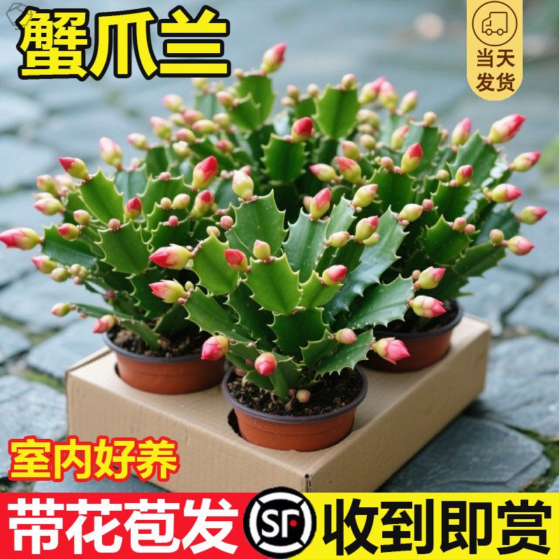 带花苞好养易活