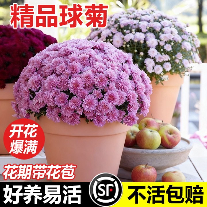 菊花盆栽带花苞花苗九月菊千头菊四季球菊室内外开花好养花卉植物