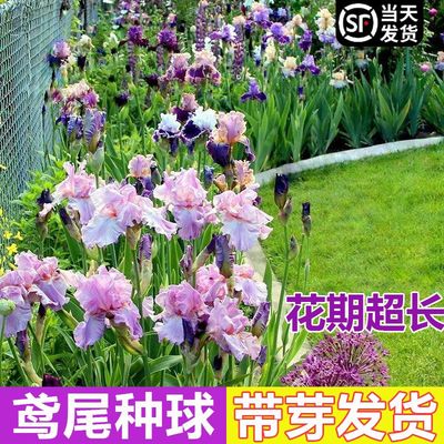 多年生德国鸢尾盆栽宿根耐寒植物
