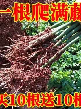 蔷薇花苗爬藤四季藤本月季特大庭院爬藤植物阳台花卉玫瑰盆栽