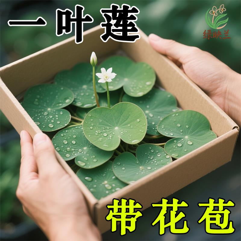 一叶莲无土水生水培植物水生水养鱼盆池碗莲盆栽莲花水养池塘水生