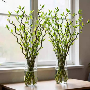 龙柳鲜枝水培植物客厅旺宅绿植雪柳带花苞花卉室内盆栽好养活国风