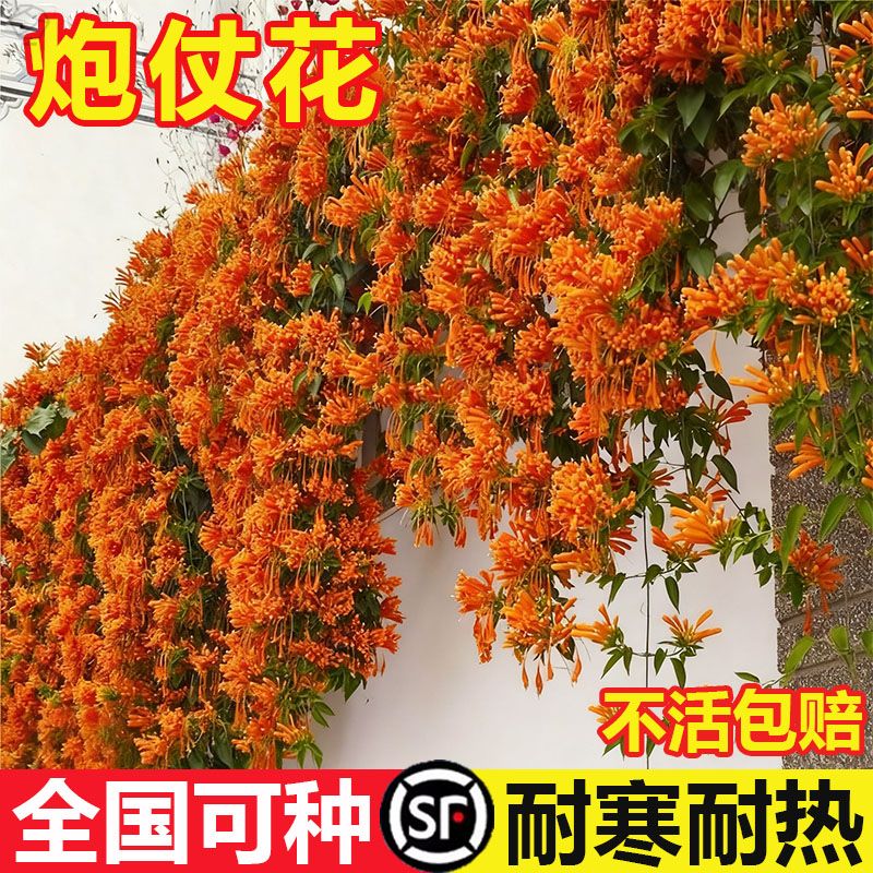 炮仗花爬藤植物鞭炮花大苗老桩四季开花阳台庭院可种藤本攀援花卉