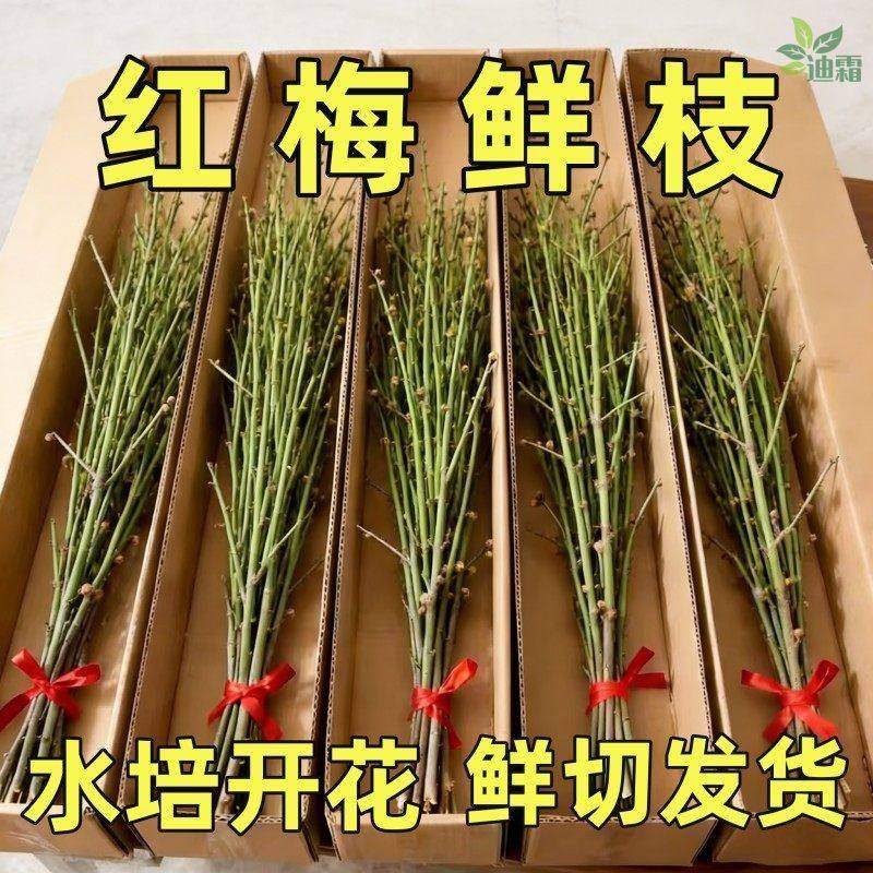 红梅干枝水培真花鲜枝雪柳带花苞腊梅鲜切花卉植物室内桃花枝客厅,鲜花速递/花卉仿真/绿植园艺,月季/蔷薇/玫瑰,淘宝优惠券,粉丝福利购,淘宝优惠卷
