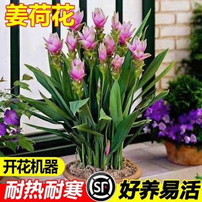 超长花期四季开花姜荷花种球盆栽花种子球根植物花卉绿植盆栽耐热
