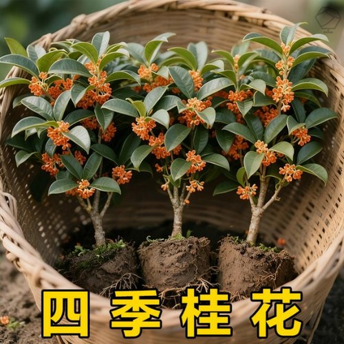 四季桂花浓香型盆栽耐寒好养树苗金桂室内外阳台庭院地栽绿植花卉