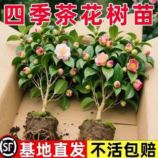 茶花树苗山茶花盆栽香妃四季五色赤丹室内阳台开花花卉花苗植物