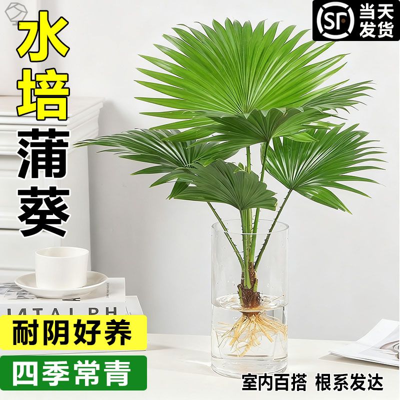 办公室水培植物大扇蒲葵盆栽懒人