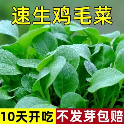 鸡毛菜菜籽种四季种植阳台庭院速生蔬菜大全小白菜上海青菜种籽子