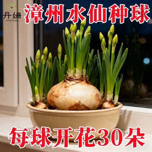 漳州水仙花种球水培植物耐寒好养易活室内外阳台花卉盆栽水仙花苗