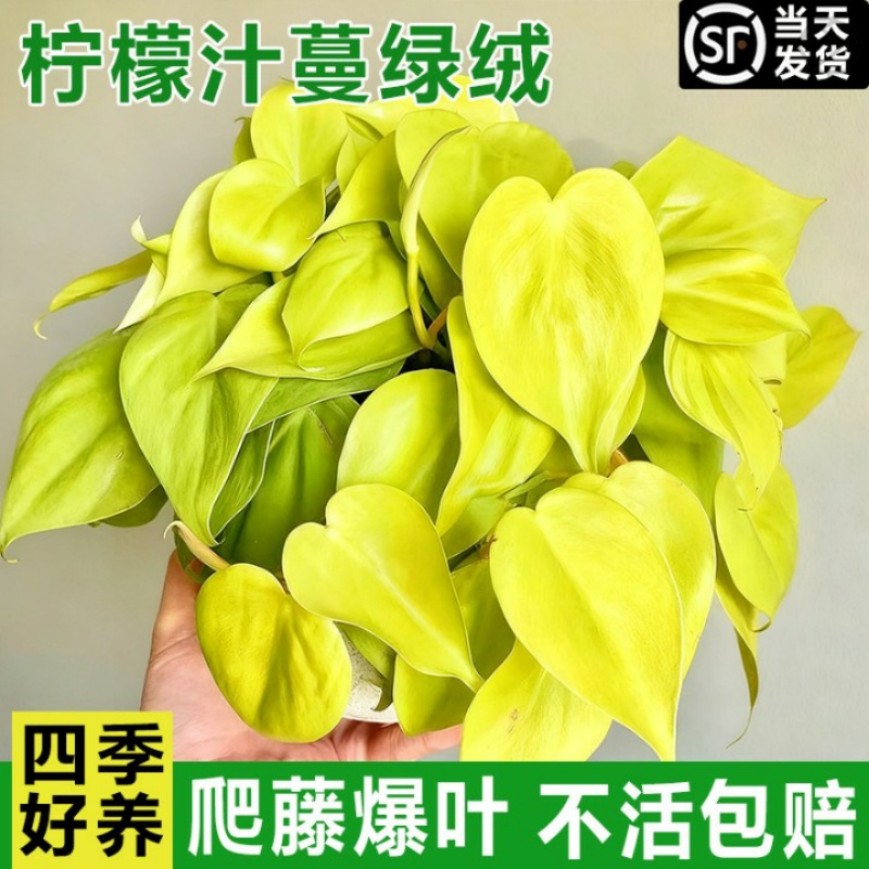 柠檬汁蔓绿绒柠檬色心型叶片热带阳台绿植物盆栽进口网红黄金绿萝