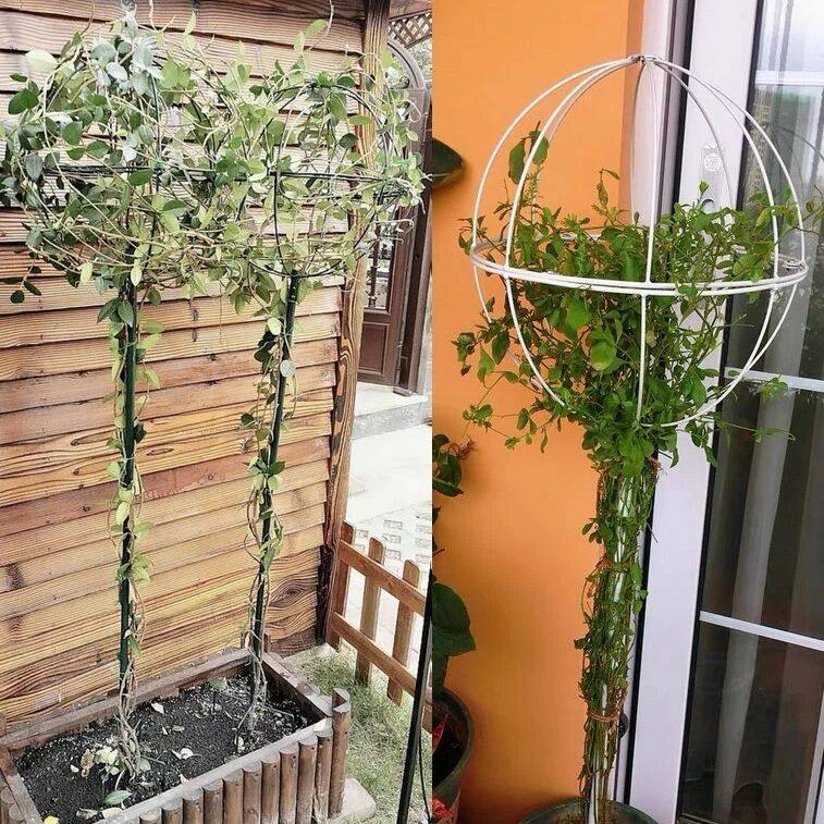 铁线莲风车茉莉月季棒棒糖支架铁艺球形花园花架爬藤架子攀爬架子,鲜花速递/花卉仿真/绿植园艺,花架,淘宝优惠券,粉丝福利购,淘宝优惠卷