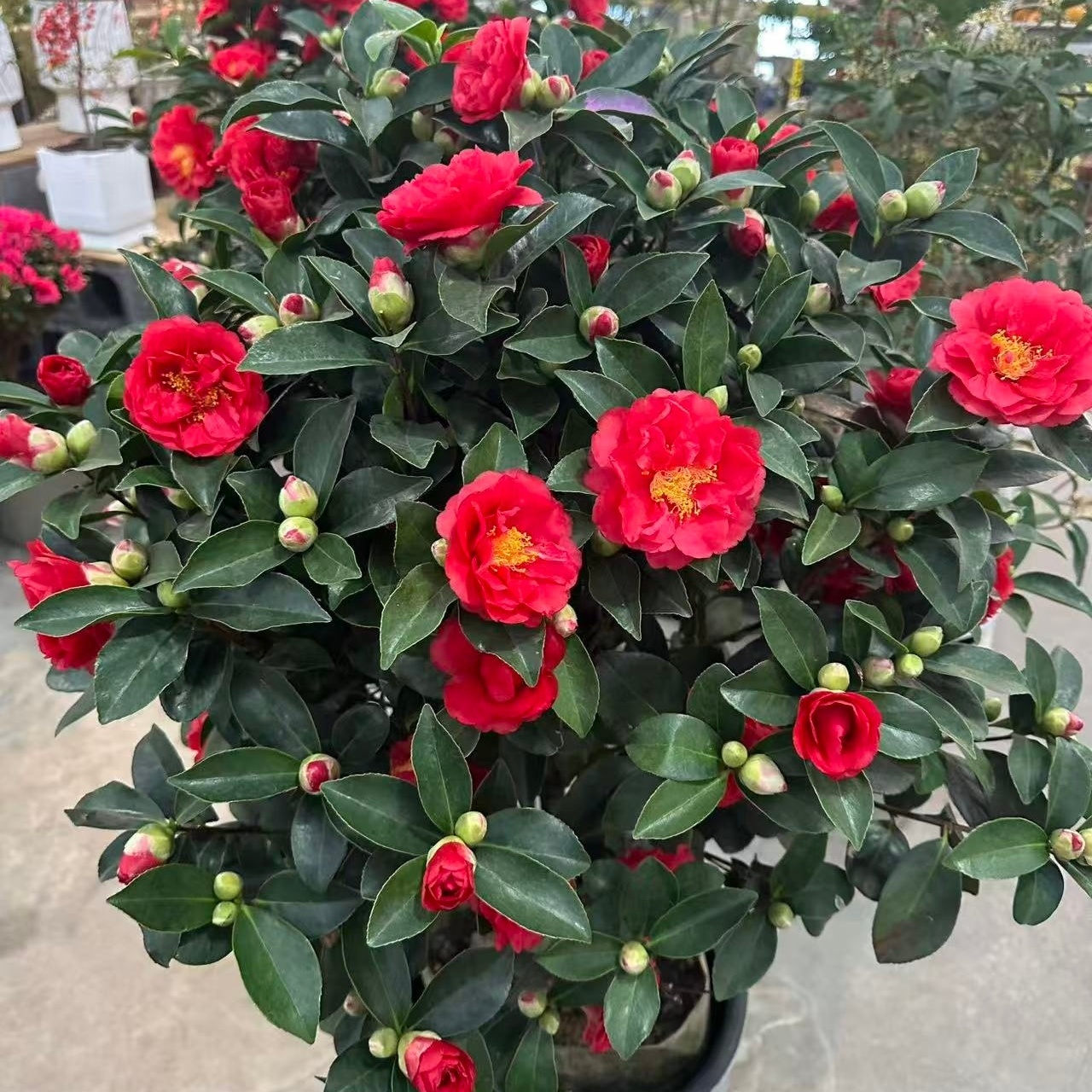 山茶花茶梅花苗小苗老桩盆栽庭院绿化花球南北方庭院耐寒花园植物