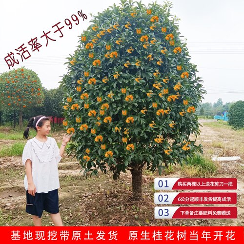 桂花树苗大树庭院地栽四季桂金桂