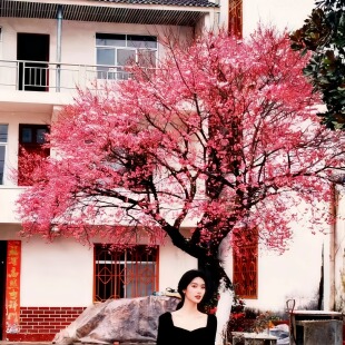 红梅花高杆树苗原生骨里红小苗庭院大型耐寒绿化风景树盆栽腊梅苗