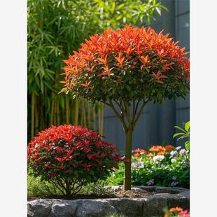 高杆红叶石楠球树苗小杯火焰红篱笆围墙绿化工程色块庭院四季植物
