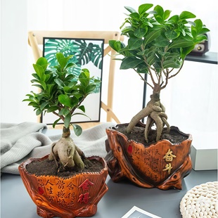 榕树盆栽室内阳台植物造型老桩绿植室外树苗人参榕小叶金钱榕盆景