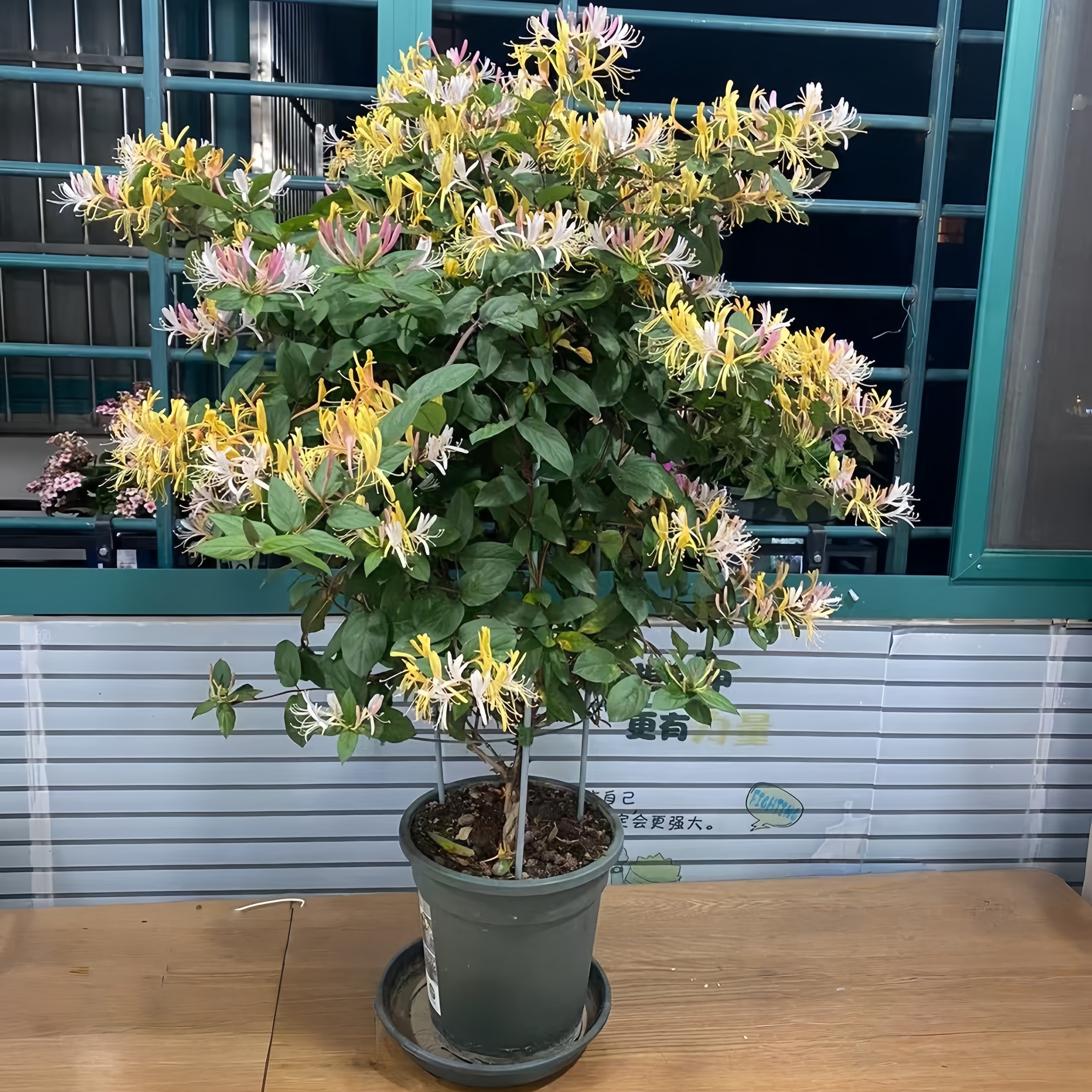 可食用金银花树苗老桩带花苞