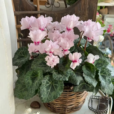 仙客来盆栽带花苞室内花卉