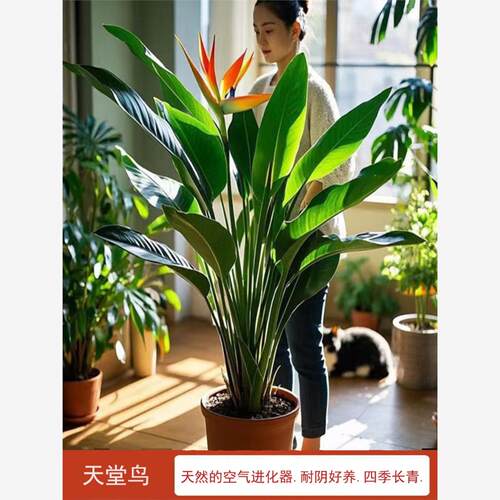 天堂鸟盆栽室内客厅大型绿植
