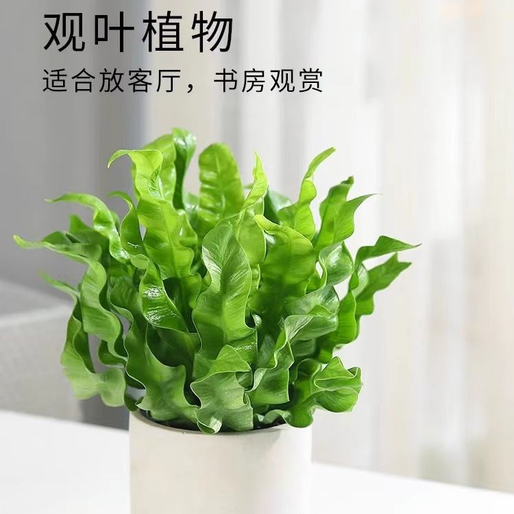 网红懒人水培绿植鸟巢蕨盆栽类维纳斯室内观叶植物净化空气吸