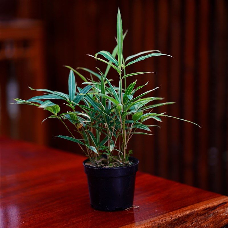 花叶唐竹 花叶唐竹 盆景老桩盆栽绿植摆件松树办公桌室内植物