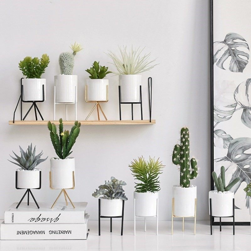 多肉背景墙办公室办公桌仿真仙人掌室外拍摄绿色礼盒装盆景绿,家居饰品,仿真植物盆景,淘宝优惠券,粉丝福利购,淘宝优惠卷