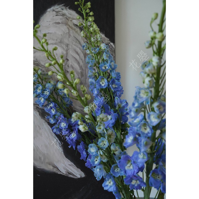 花曌 大飞燕鲜花大飞燕鲜切花鲜花水养真花家居瓶餐桌桌面瓶插花