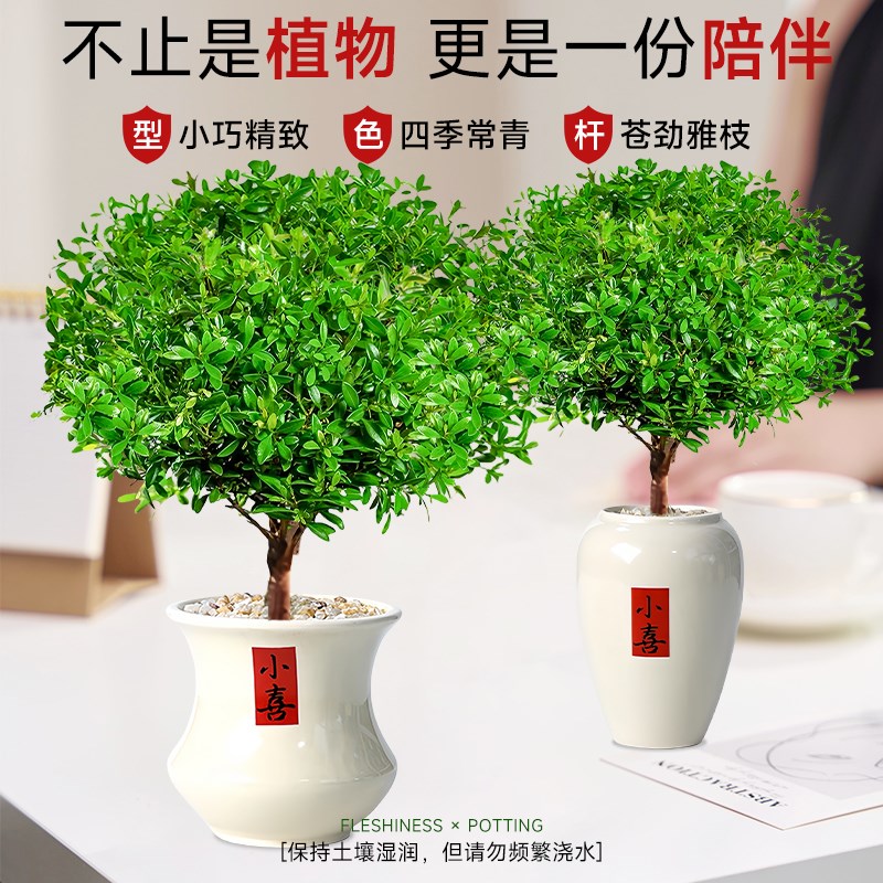 小叶赤楠盆景办公室内旺宅植物桌面迷你小盆栽绿植摆件四季好养活