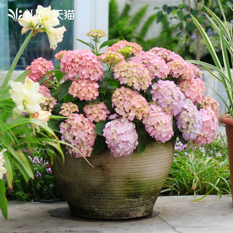易多梦幻无尽夏绣球花带花苞苗四季大花盆栽阳台庭院新手养活