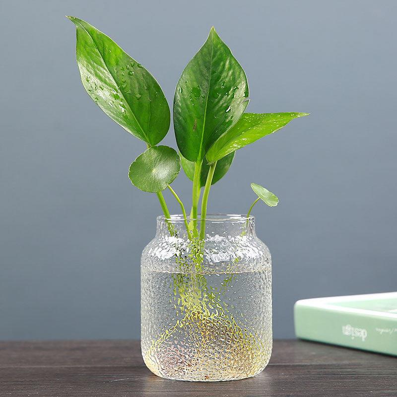 创意绿萝水培植物玻璃透明养花花插花容器花盆器皿桌面装饰摆件