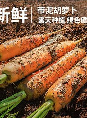 陕西新鲜现挖带泥大小胡萝卜口感脆嫩应季蔬菜自种5/9斤包邮批发