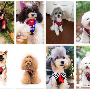 新款中小型犬贵宾泰迪柴犬比熊雪纳瑞宠物胸背衣牵引绳调节可脱卸