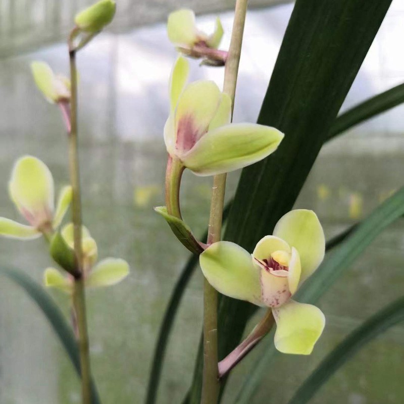 精品兰花苗中华水仙建兰老八种四季兰绿植盆栽包邮