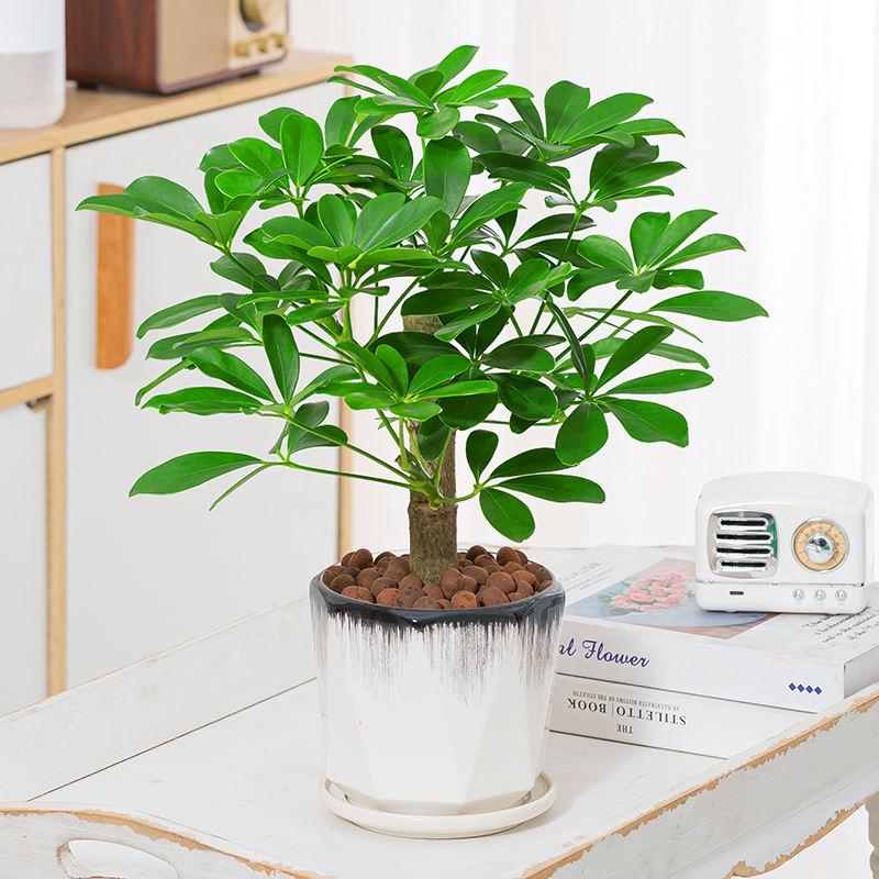 鸭脚木七叶莲盆栽室内植物八方来财老桩造型办公桌面四季常青盆景