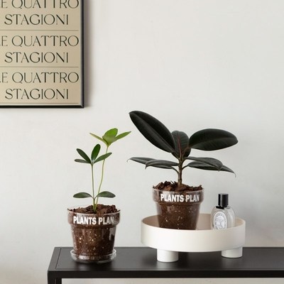 白云植物工作室室内阳台客厅花风观小盆栽豆瓣绿铁树袖珍椰子绿植