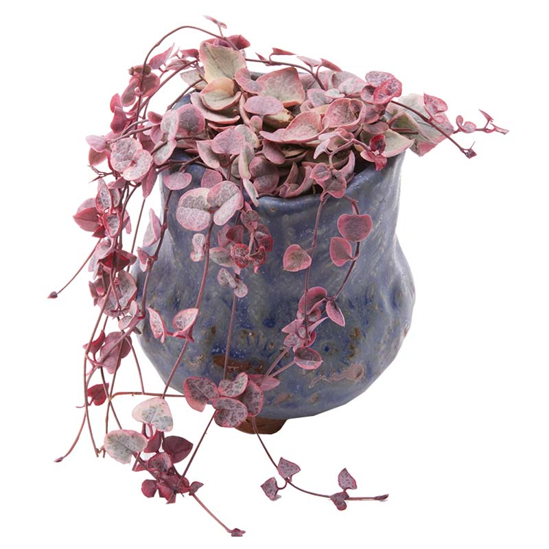 爱之蔓锦多肉盆栽锦藤爬藤植物绿植小盆栽室内藤蔓吊兰垂吊绿植